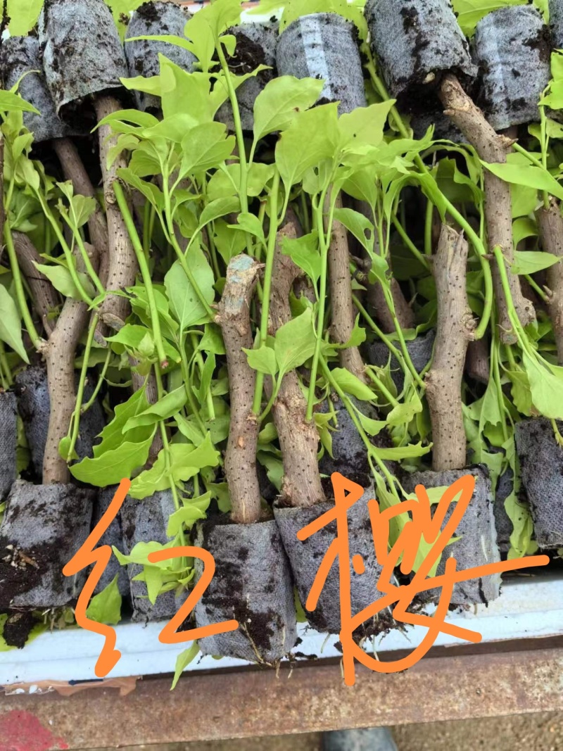 30多个品种三角梅小袋苗老苗，基地批发