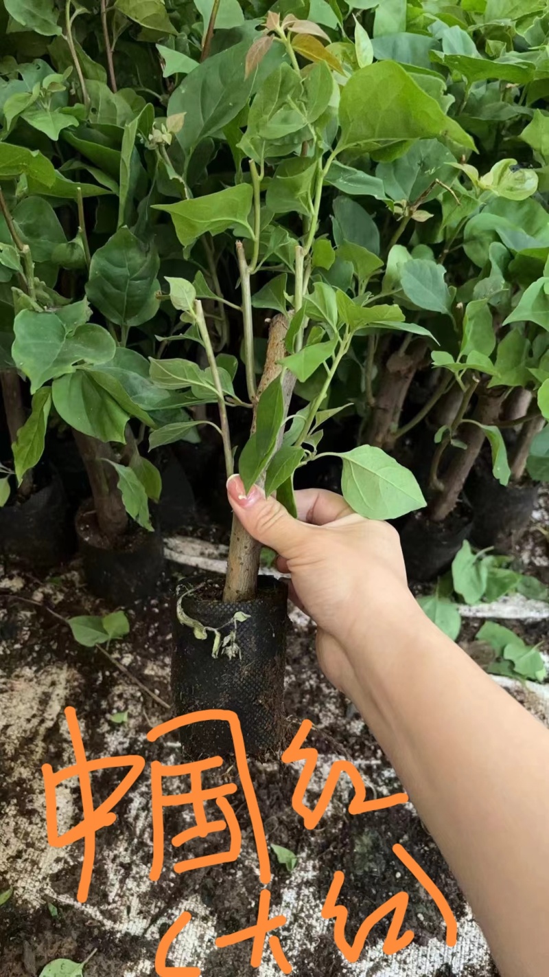 30多个品种三角梅小袋苗老苗，基地批发