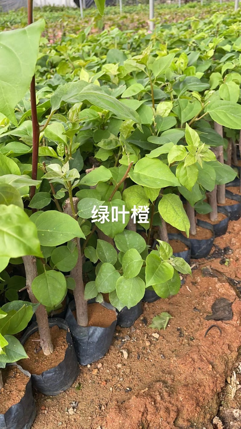 30多个品种三角梅小袋苗老苗，基地批发