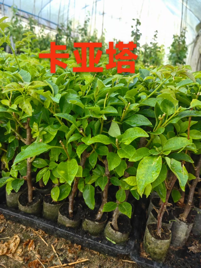 30多个品种三角梅小袋苗老苗，基地批发