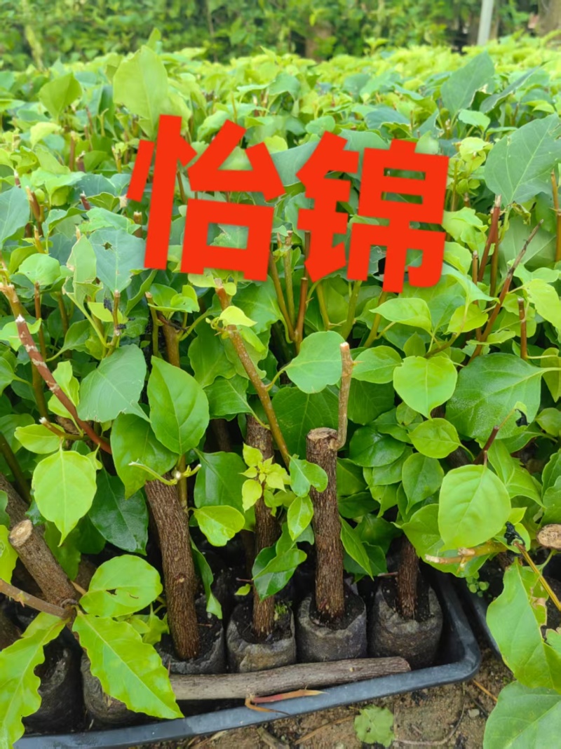 30多个品种三角梅小袋苗老苗，基地批发