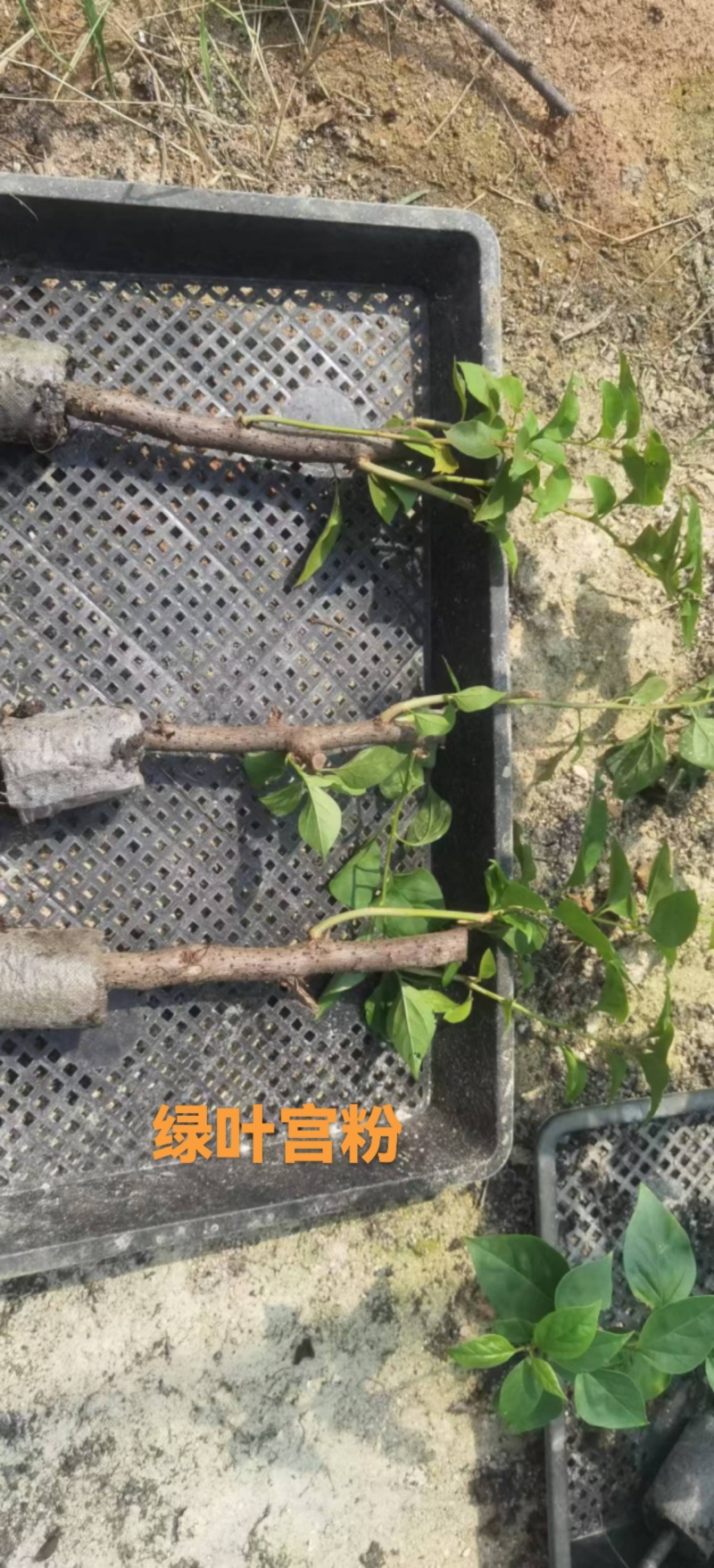 30多个品种三角梅小袋苗老苗，基地批发