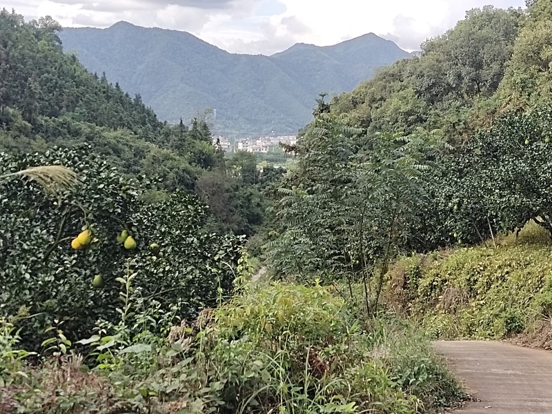 高山富硒沙田柚，多汁糖分高，产地直销，价格实惠