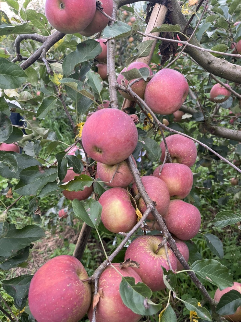 贵州省威宁县冰糖心苹果，果农自种，无中间商，一首货源