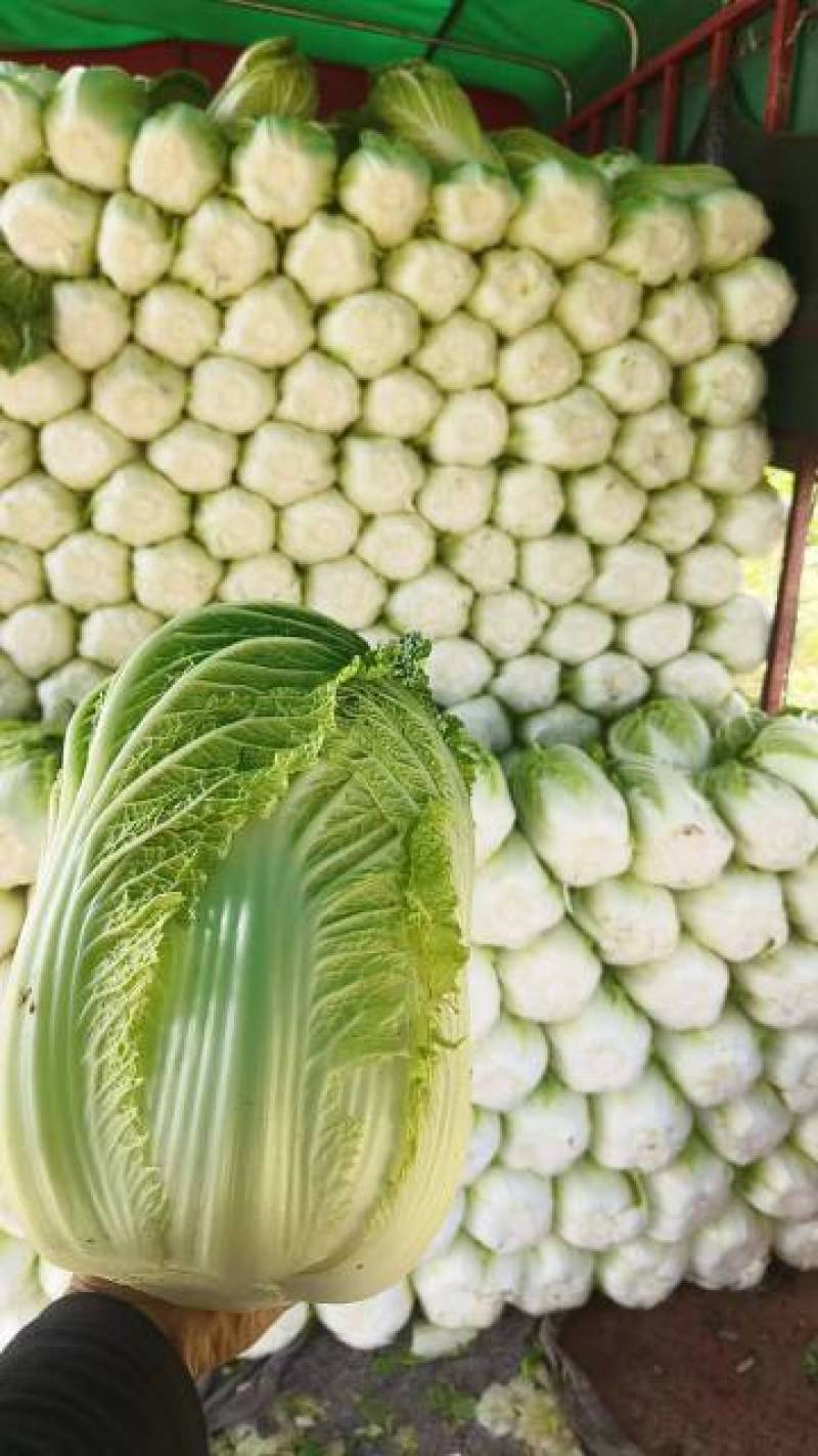 矮颗玲珑黄心白菜