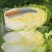 矮颗玲珑黄心白菜