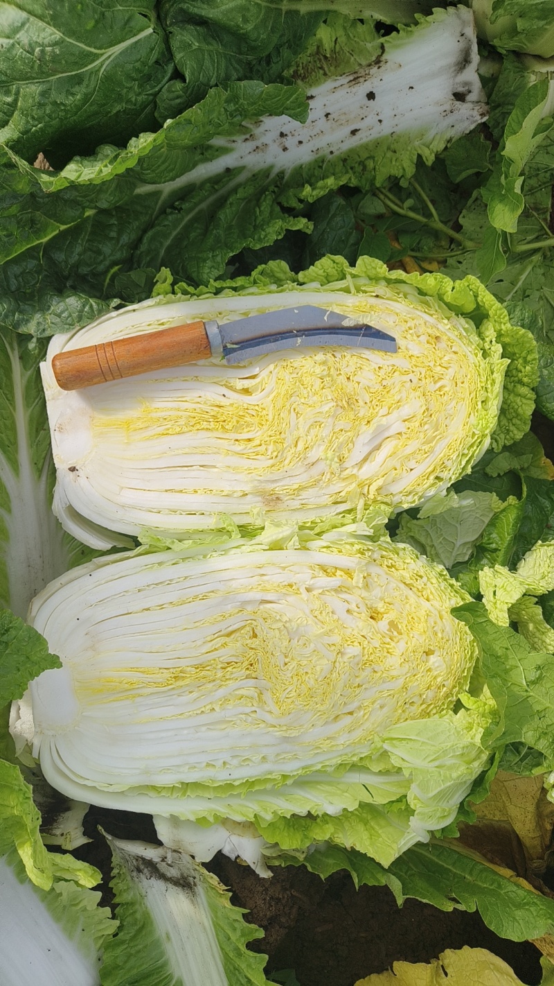 矮颗玲珑黄心白菜
