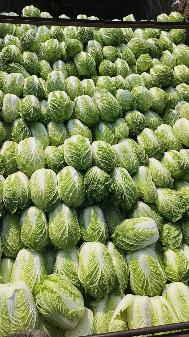 矮颗玲珑黄心白菜