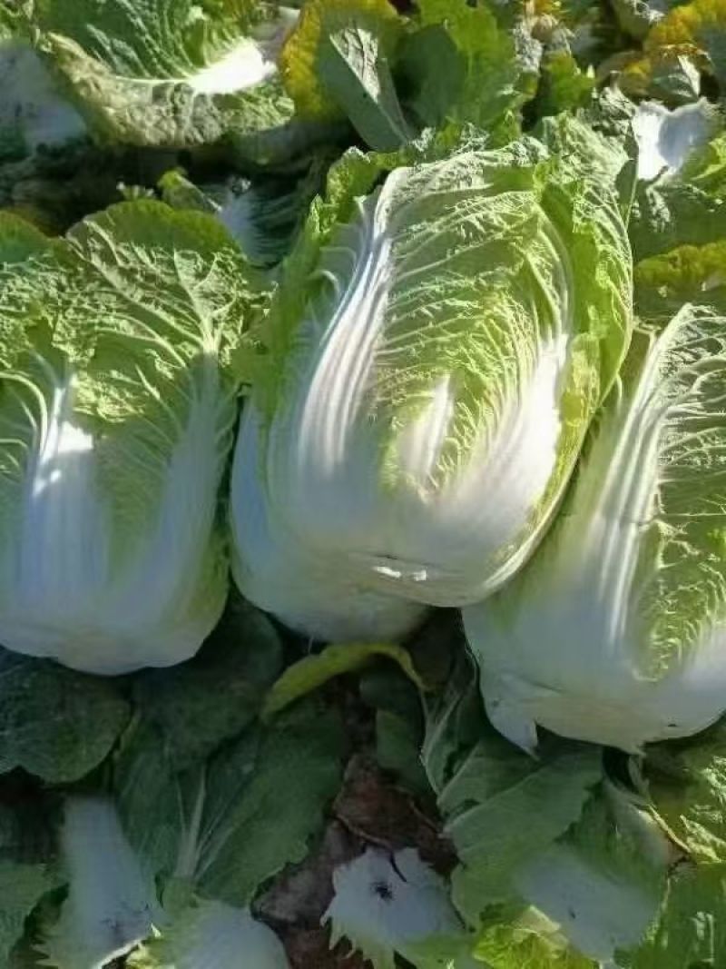 山西忻州黄心大白菜，口感好，质量高，品质好，