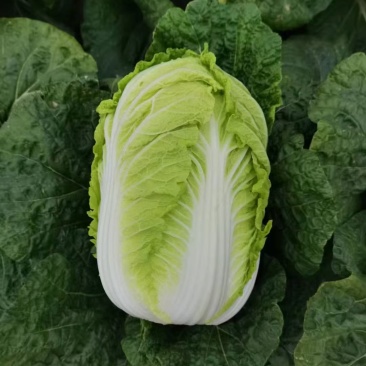 山西忻州黄心大白菜，口感好，质量高，品质好，