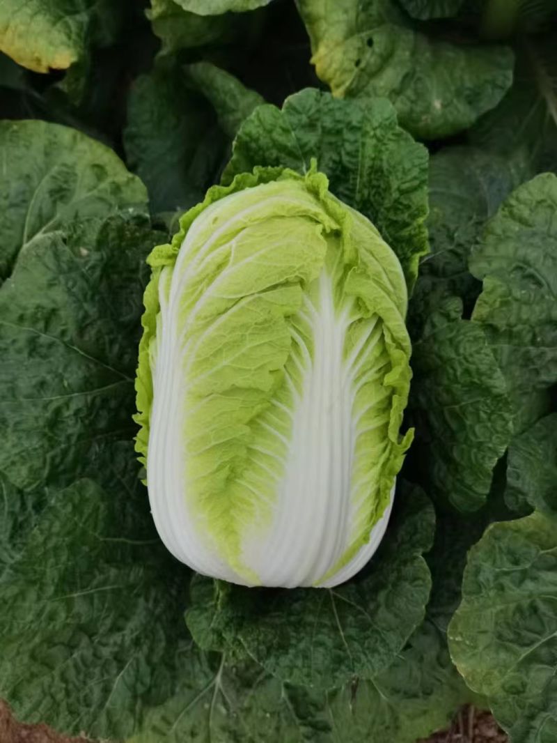 山西忻州黄心大白菜，口感好，质量高，品质好，