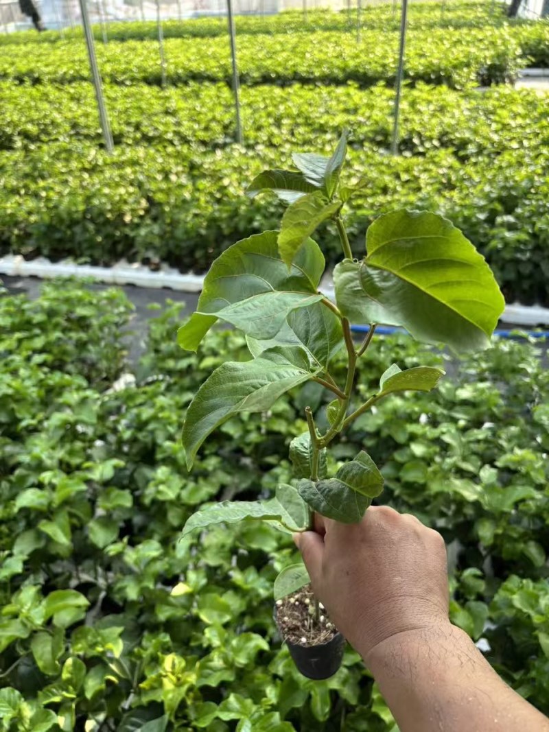 黄金百香果苗