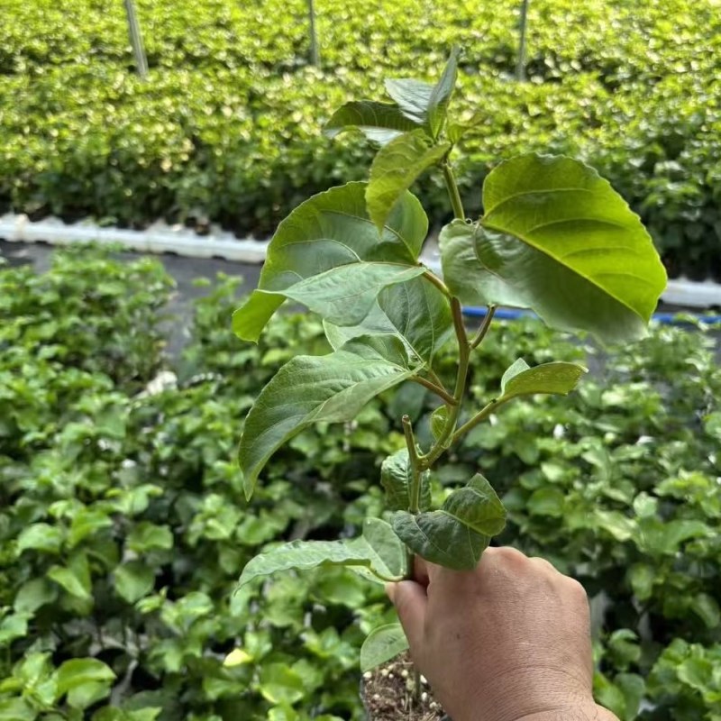 黄金百香果苗