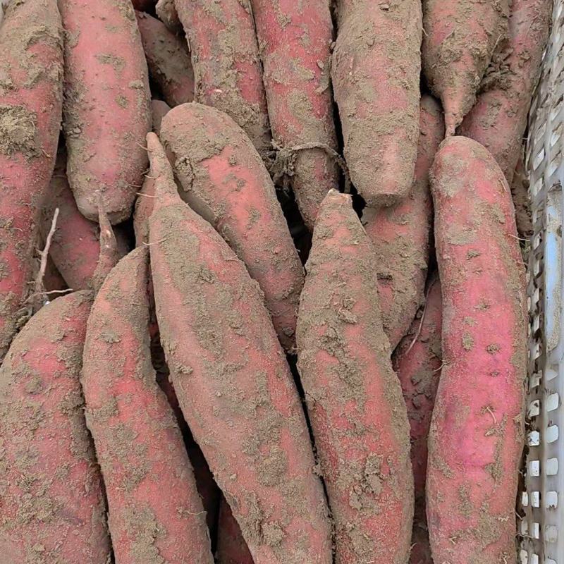 【红薯】沙土地西瓜红量大质优价格优惠一手货源欢迎采购