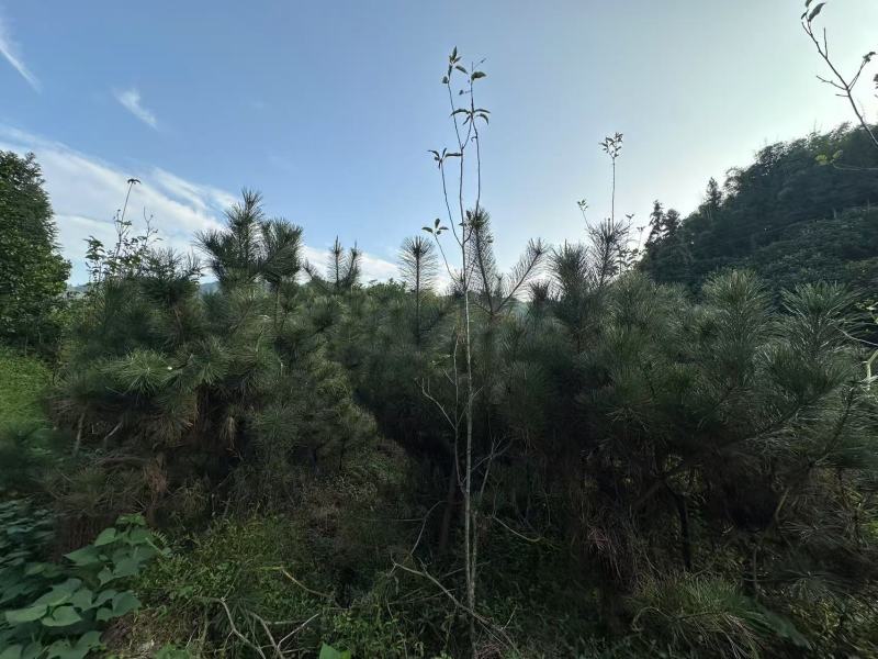 黑松苗地栽八年