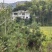 黑松苗地栽八年