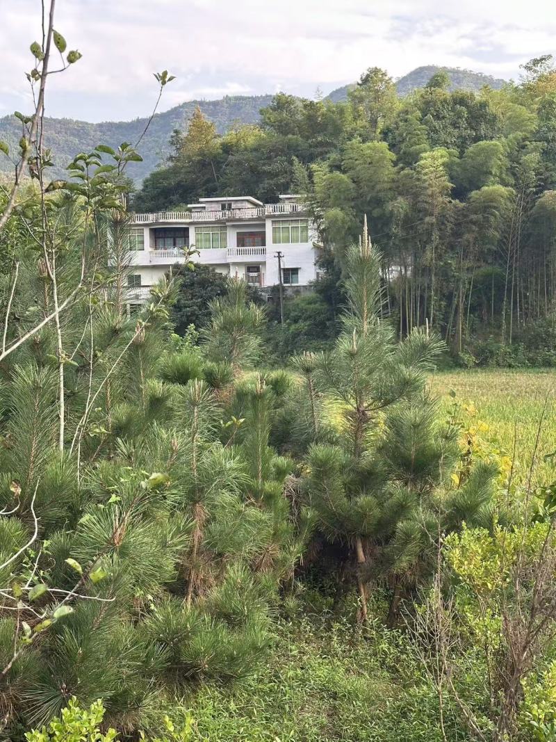 黑松苗地栽八年