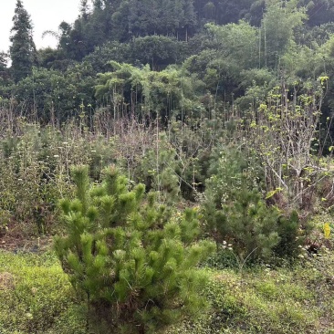 黑松苗地栽八年