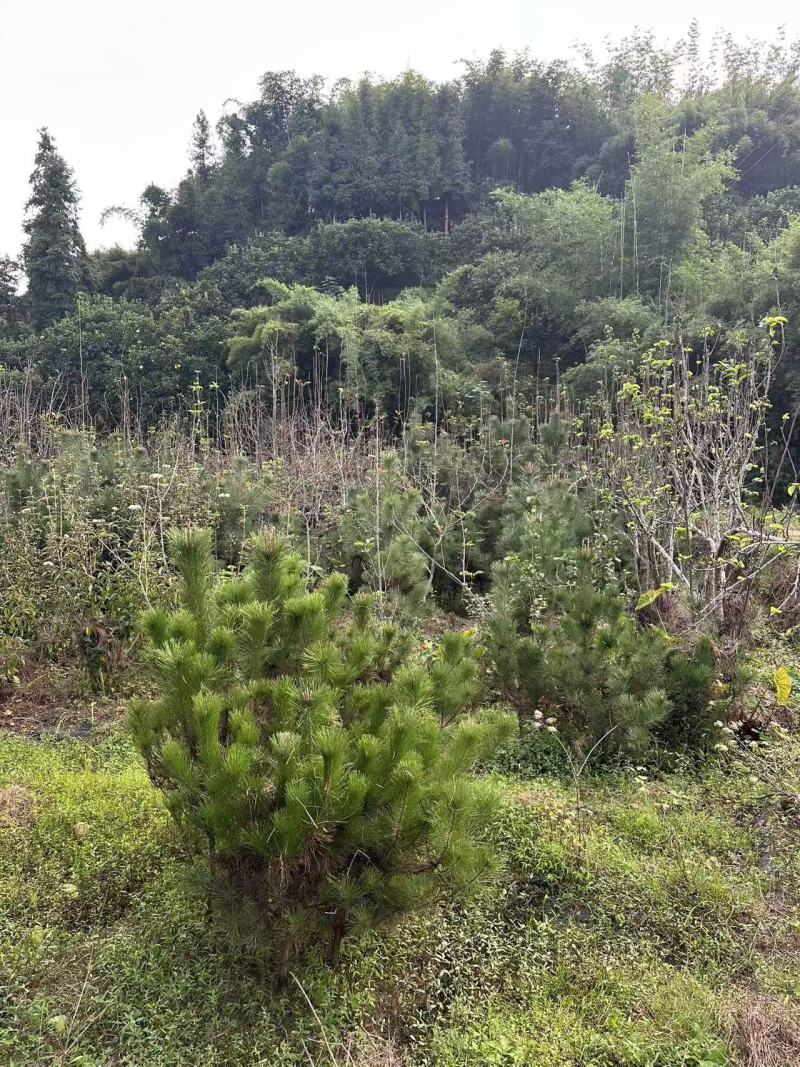 黑松苗地栽八年