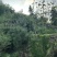 黑松苗地栽八年