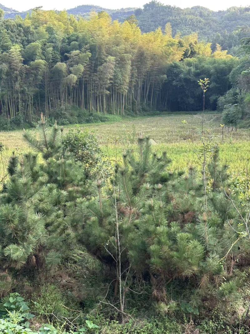 黑松苗地栽八年