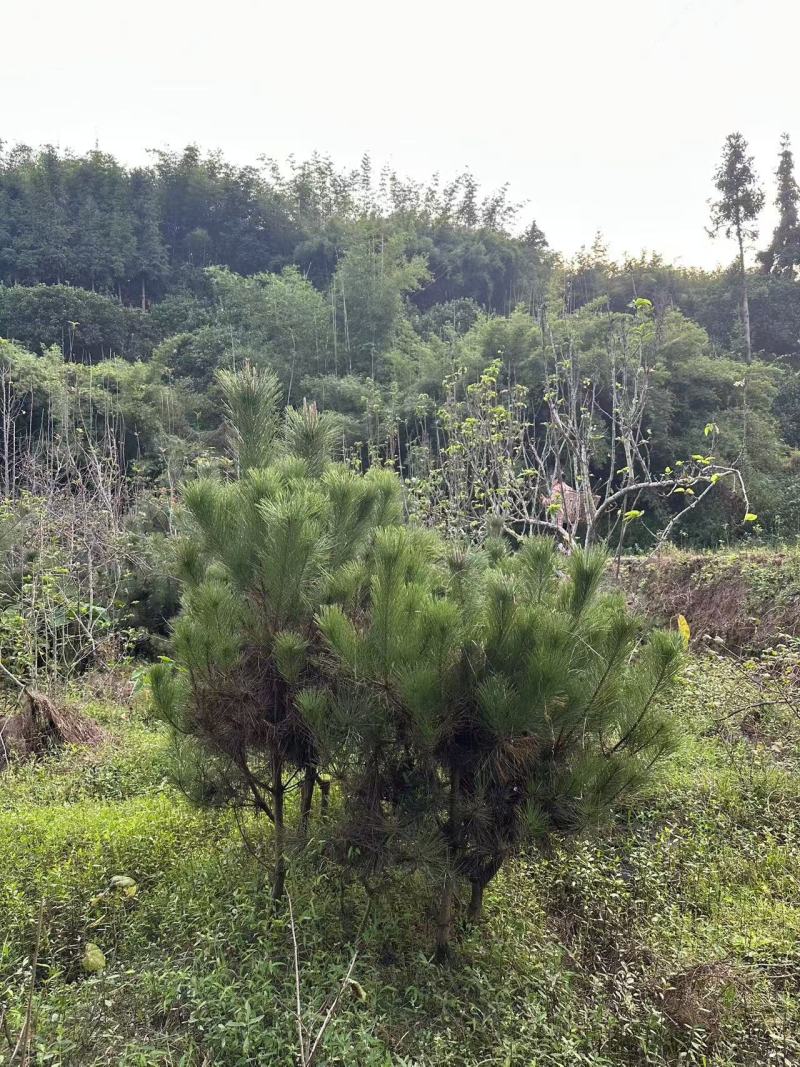 黑松苗地栽八年