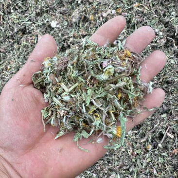 药用蒲公英规格齐全价格便宜有各种档位产品欢迎咨询