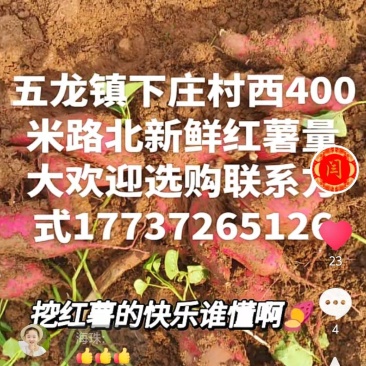 新鲜红薯