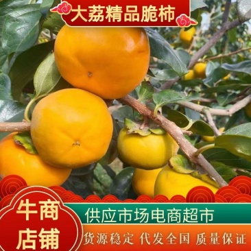 阳丰脆柿，巧克力柿子，对接各种商超，质量保证，欢迎合作