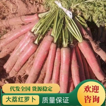 陕西红萝卜，电商网贷货，带叶子红萝卜，称杆萝卜，北京红