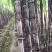 云南紫皮甘蔗（一件代发）