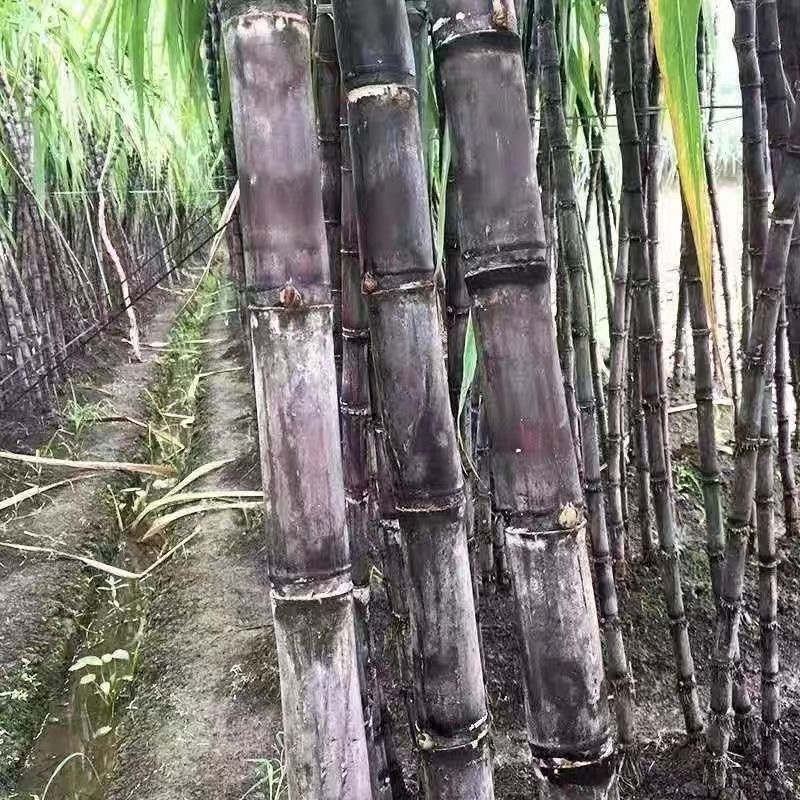 云南紫皮甘蔗（一件代发）