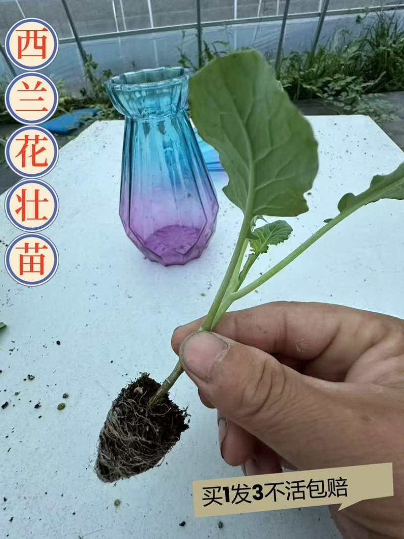 普遍高度12公分左右，苗龄45天左右粗度0.4到0.5厘米
