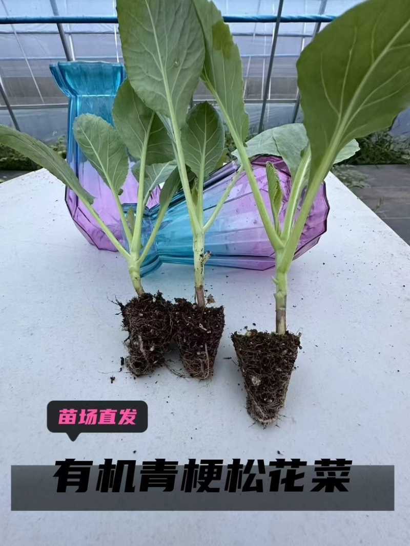 普遍高度12公分左右，苗龄45天左右粗度0.4到0.5厘米