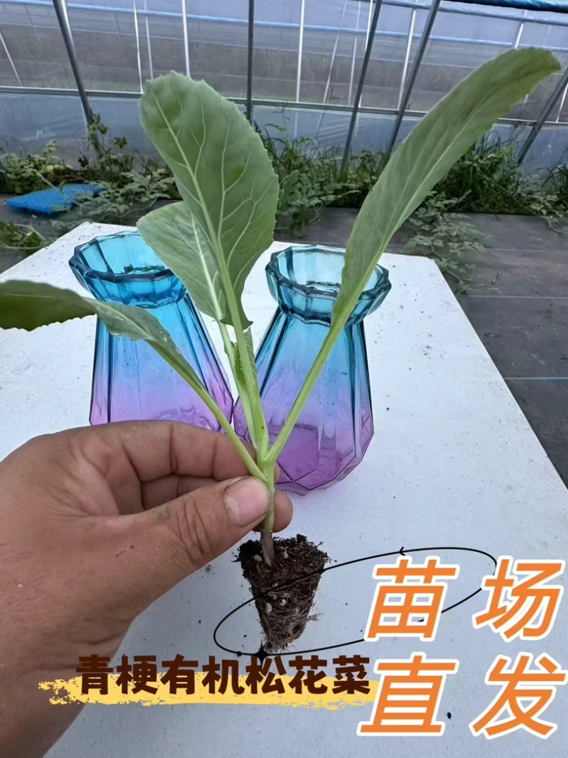 普遍高度12公分左右，苗龄45天左右粗度0.4到0.5厘米