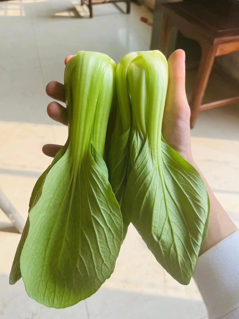 精品上海青，产地一手货源