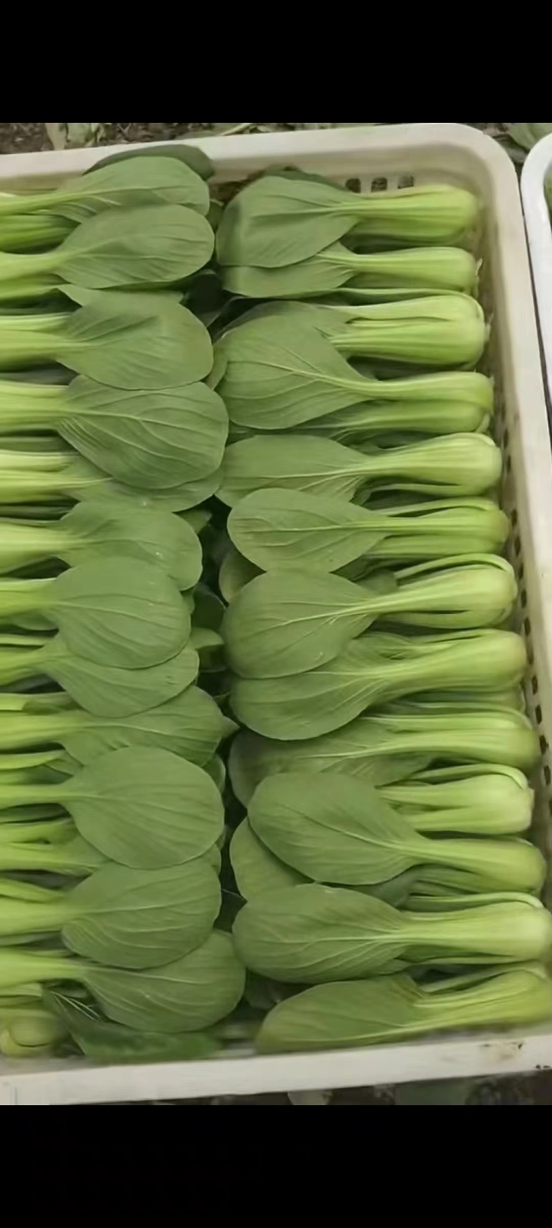 精品上海青，产地一手货源