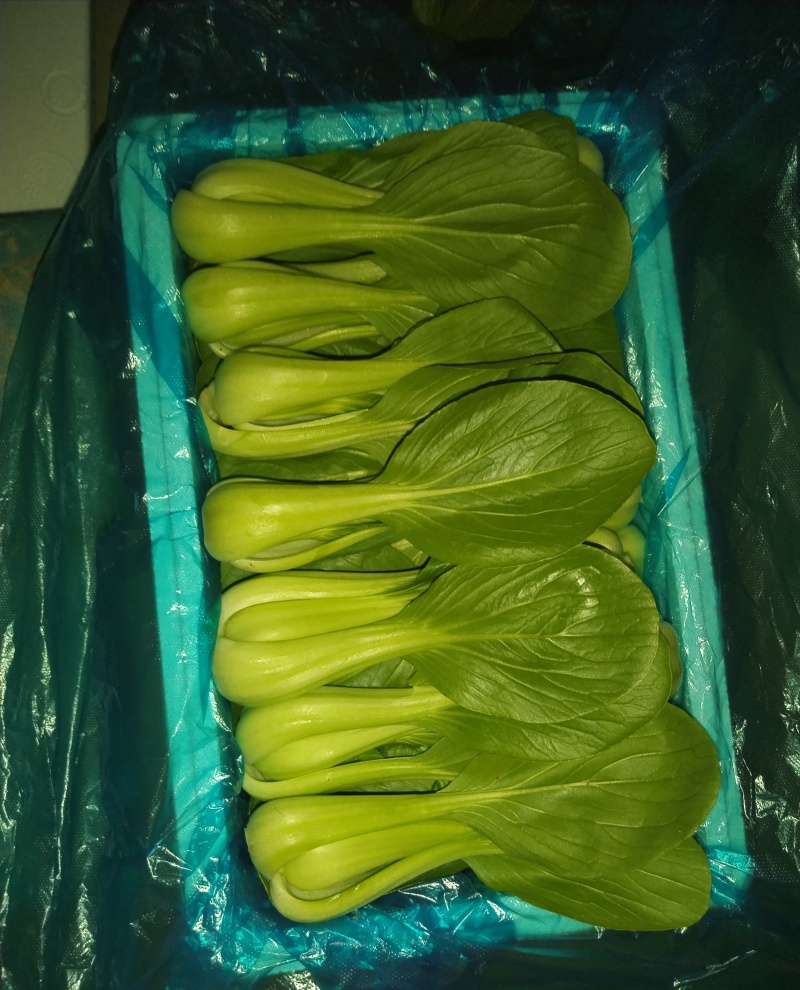 精品上海青，产地一手货源