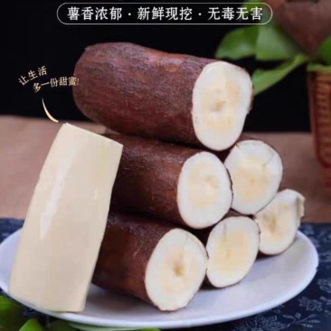 基地现挖黄心木薯新鲜香甜粉糯可按需包装