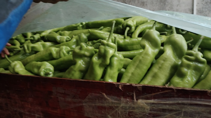 黄皮尖椒