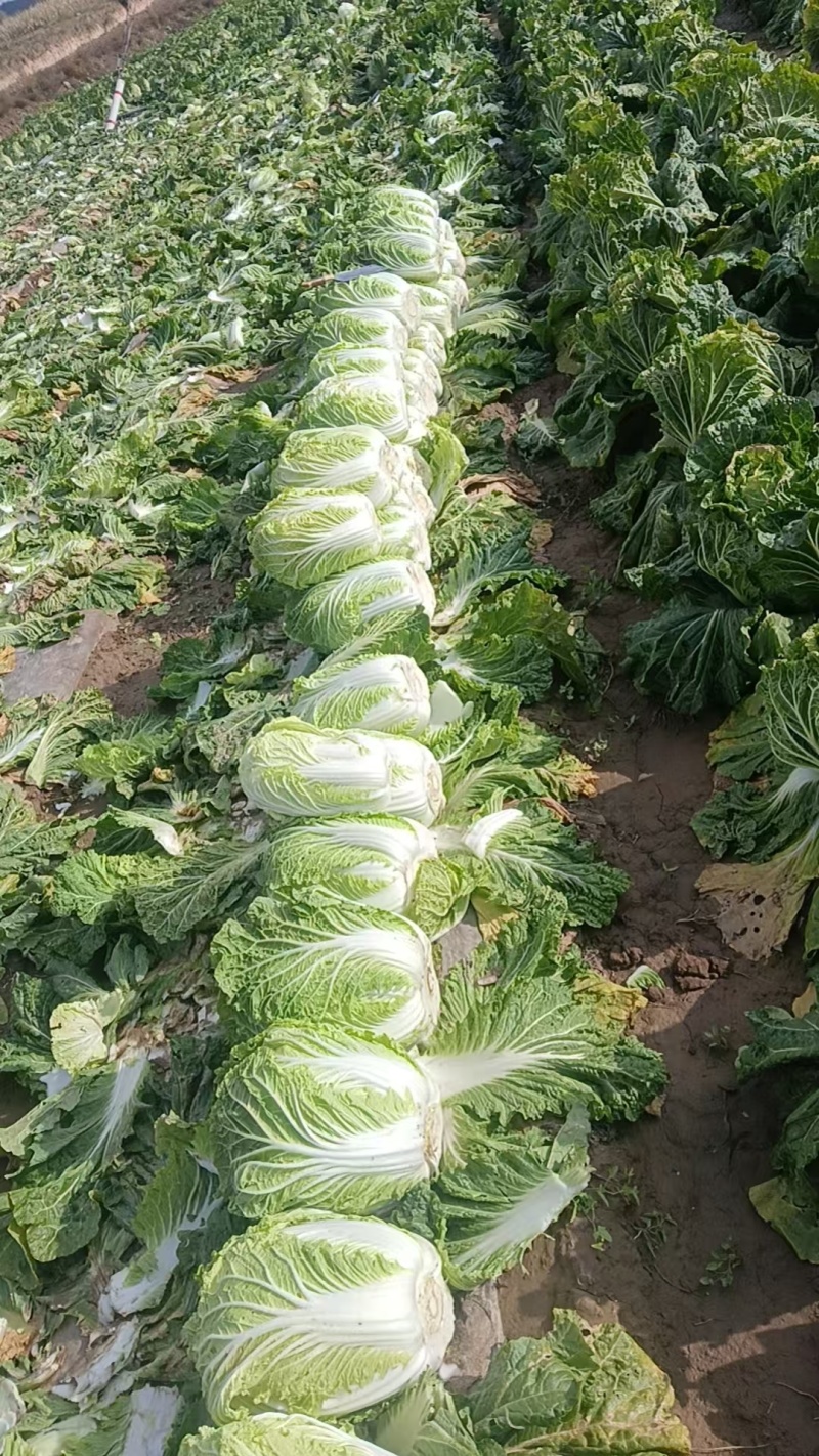 大白菜