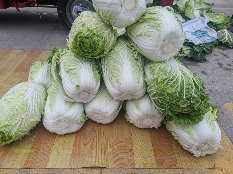 大白菜