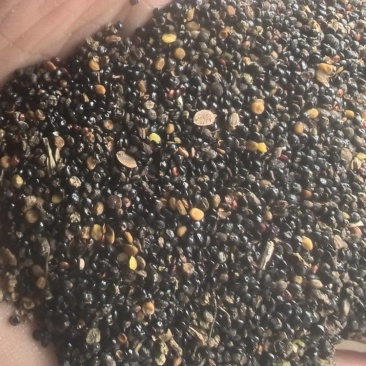 菜籽草籽