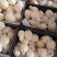梨、酥梨、山农酥梨大量有货，口感甜脆多汁，量大价格从优