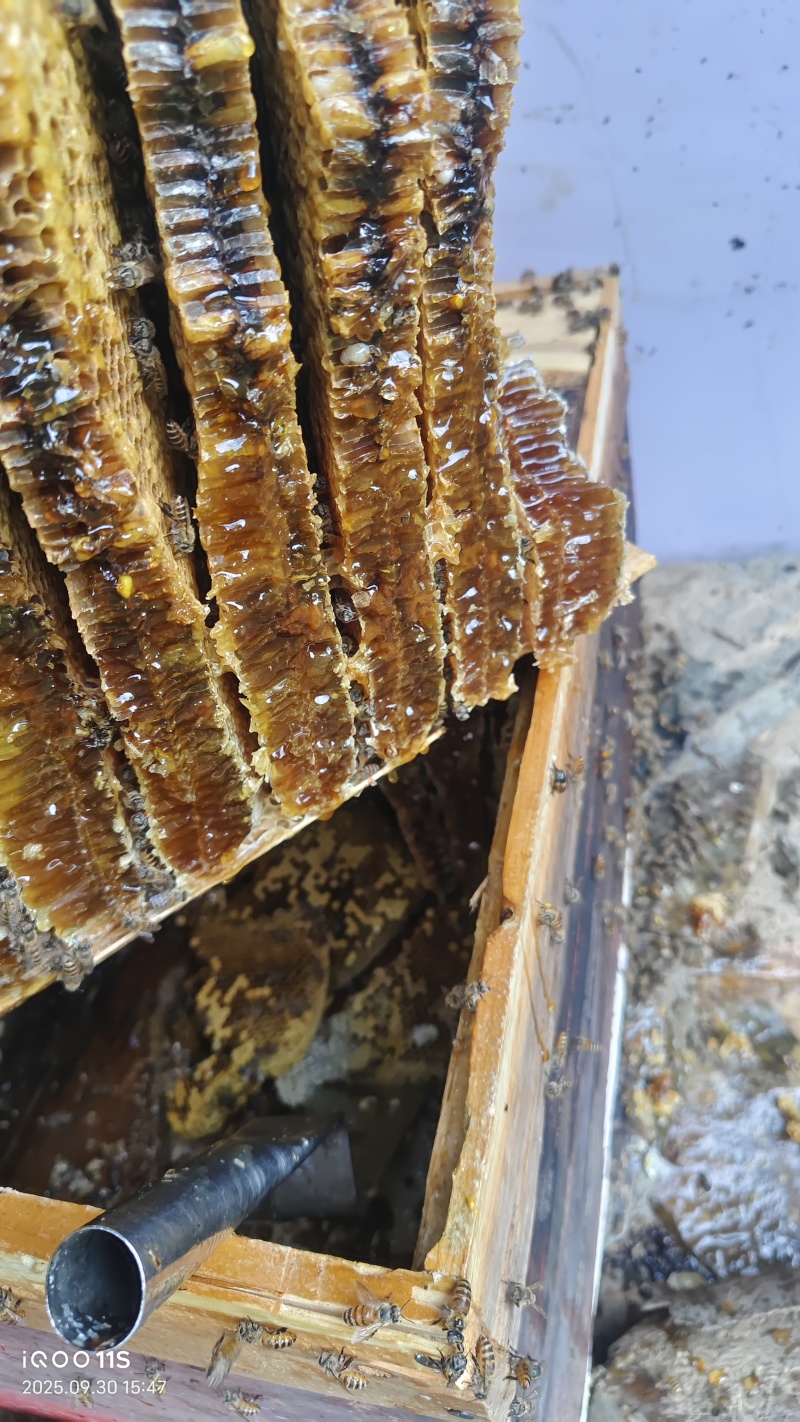 蜂蜜高山土蜂蜜量大价优品质保障口感好量大价优欢迎电联