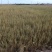 大量梭梭、花棒、白刺、四翅滨藜苗木预订