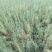 大量梭梭、花棒、白刺、四翅滨藜苗木预订