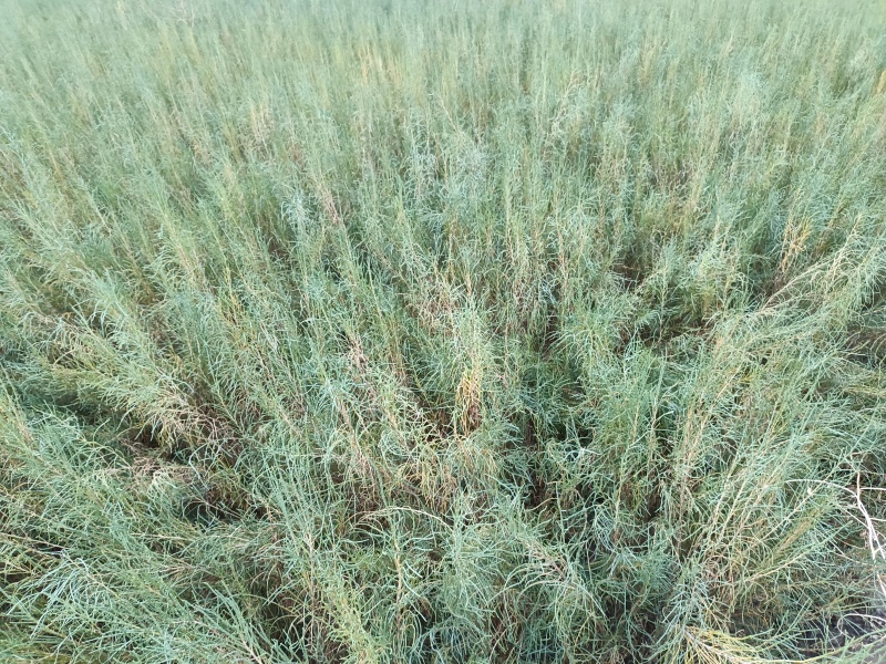 大量梭梭、花棒、白刺、四翅滨藜苗木预订
