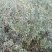 大量梭梭、花棒、白刺、四翅滨藜苗木预订