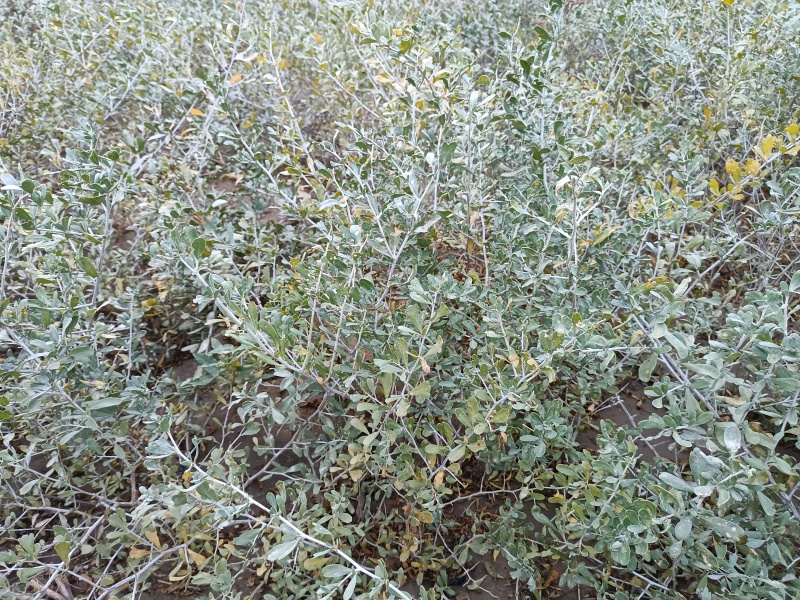大量梭梭、花棒、白刺、四翅滨藜苗木预订